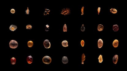 Seeds & Tales