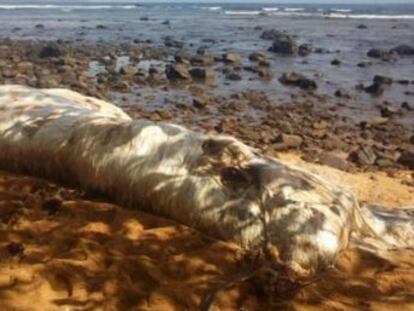 Algunos creen que se trata de un cadáver de manatí, una especie que no habita el Pacífico ni el Índico
