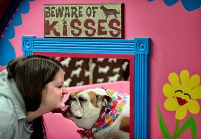 In this Saturday, Feb. 13, 2016 photo, Ashley McMillan gets a long-drawn-out smooch from affection expert Etta Mae Crunch who provides kisses on demand for donations to Tails of Hope Dog Rescue at the Hollywood Feed on Broadway in Memphis, Tenn. Tails of Hope fosters difficult and sickly adoption prospects as they try to rehabilitate the animals and get them into permanent homes. (Jim Weber/The Commercial Appeal via AP) MANDATORY CREDIT