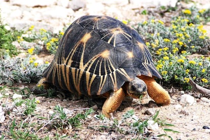 Tortuga estrellada de Madagascar ('Astrochelys radiata').