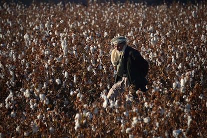 Un hombre afgano camina por un campo de algodón, en Mazar-i-Sharif (Afganistán).