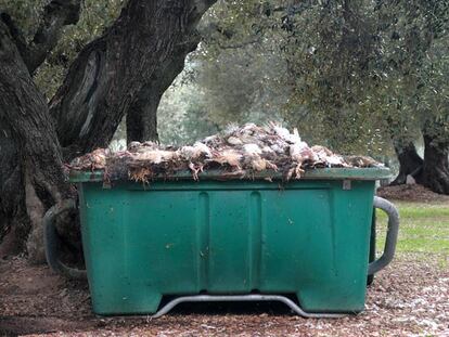 Olivos centenarios arropan el contenedor con cadáveres de pollos y gallinas en el que fue vista la leona alimentándose.