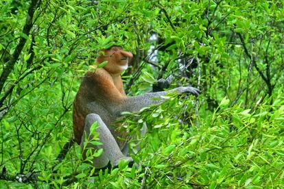 El parque nacional de Bako, en la isla de Borneo, ofrece una oportunidad única (y muy accesible) para conocer el ecosistema de manglares y selva tropical de tierras bajas del sudeste asiático. La biodiversidad de esta reserva apabulla y es un lugar perfecto para el avistamiento del mono Nasico de Borneo, especie endémica cuyos machos poseen un rostro y apéndice nasal hinchado sumamente característico.