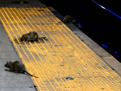 Vários ratos procuram comida na estação de metrô de Herald Square, em Nova York