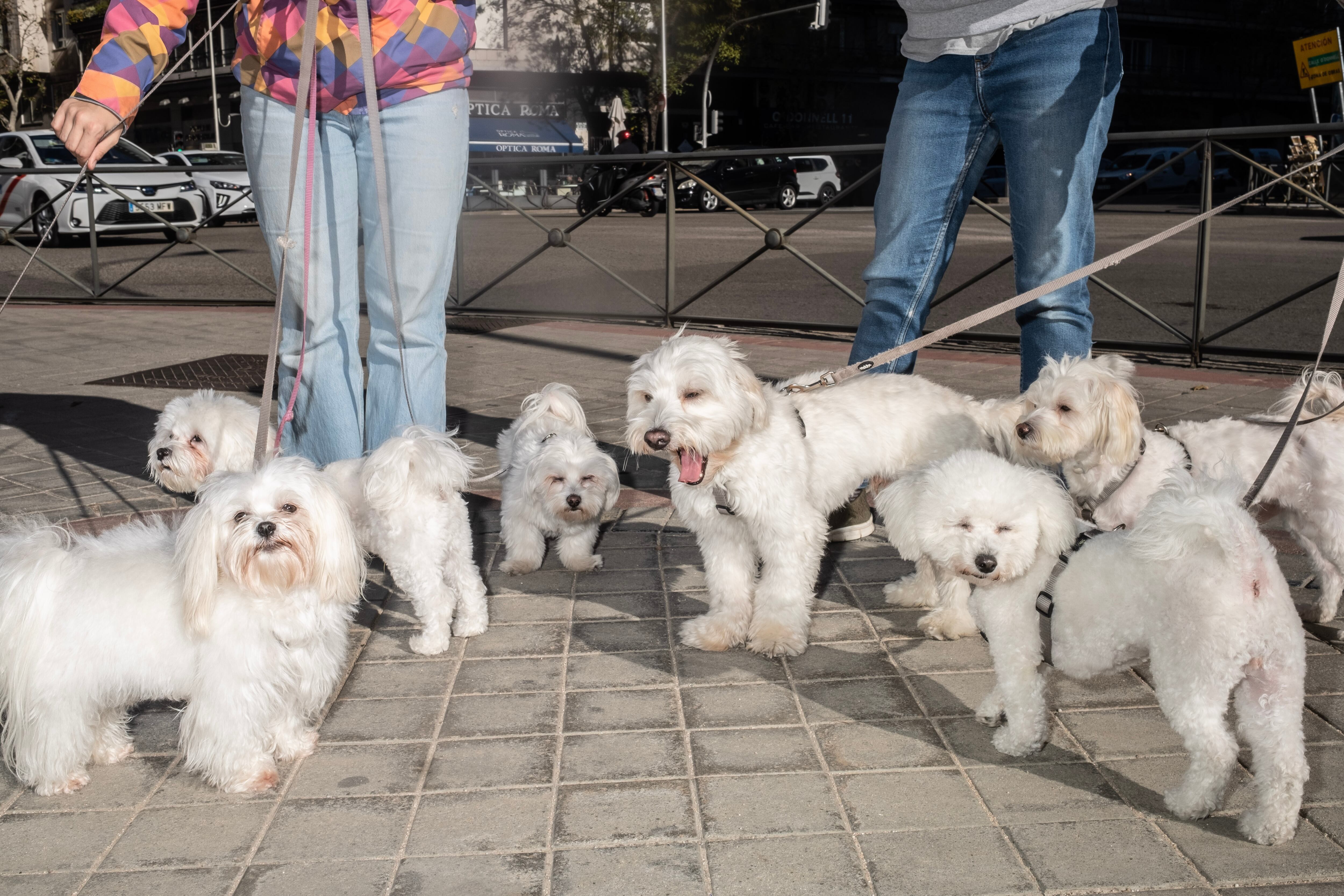 Un grupo de bichones pasean por el distrito de Retiro. 