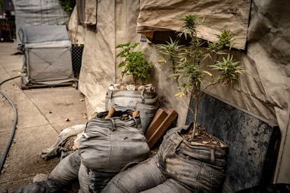 Marihuana Senado