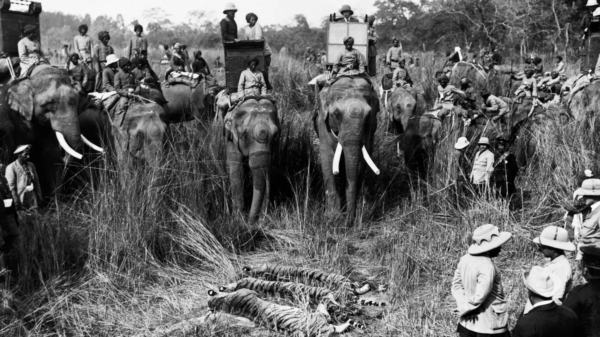 Donde rugen los tigres: un libro de un experto repasa la gran aventura de  los superdepredadores rayados y su historia cultural | Cultura | EL PAÍS