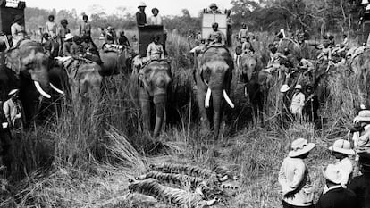 Tigers killed in a hunt organized by King George V in India, in the late 19th or early 20th century. 