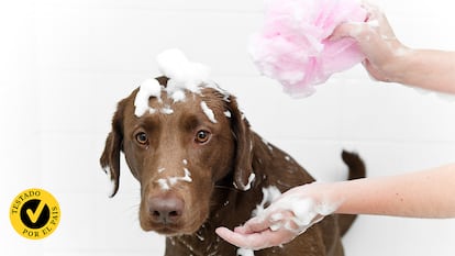 Un perro siendo bañado con un champú seco por unas manos humanas