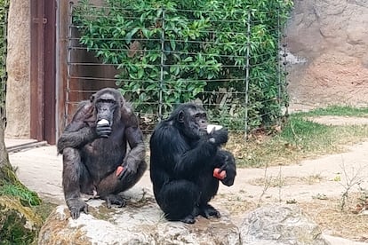 Zoo de Barcelona