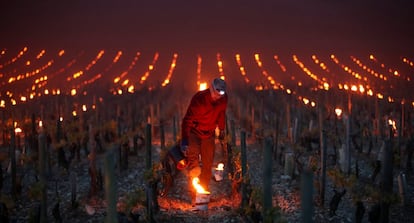 Trabajadores y viticultores encienden braseros para proteger los viñedos de los daños por heladas, a las afueras de Chablis, Francia.