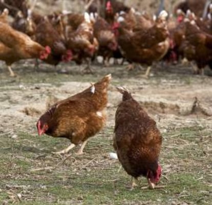 Dos gallinas ponedoras picotean el suelo en busca de comida en una granja de cría de estas aves. EFE/Archivo