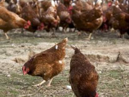 Dos gallinas ponedoras picotean el suelo en busca de comida en una granja de cría de estas aves. EFE/Archivo
