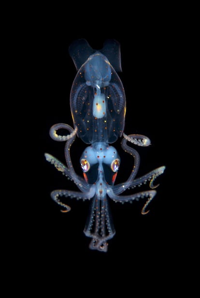 Imagen de un calamar bioluminiscente de Tahití captada por el francés Fabien Michenet. Solo tiene unos tres centímetros de longitud.