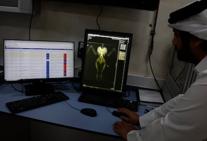 Un trabajador del hospital estudia una radiografia que acaban de hacer a un halcon peregrino. Las mejoras en la medicina veterinaria, la cría, la cría y los avances en las técnicas y equipos de cetrería han modernizado el deporte de la cetrería. 