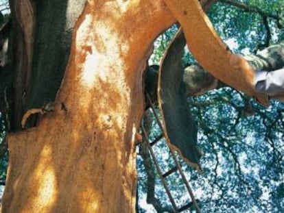 Saca del corcho en los alcornocales de Amorim, en el Alentejo portugu&eacute;s.