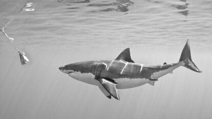 Tiburon Blanco. Isla Guadalupe