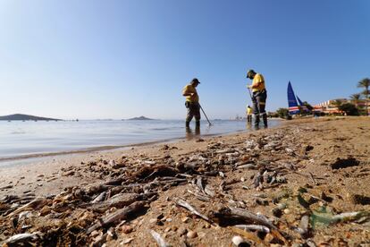 Peces muertos mar Menor