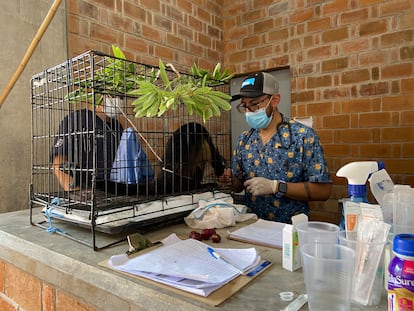 Un voluntario atiende a un mono en el hospital improvisado.