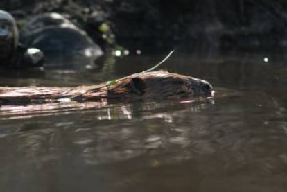 Un castor en Tierra del Fuego.