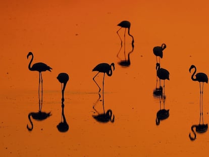 Doñana, el paraíso cercado por las llamas