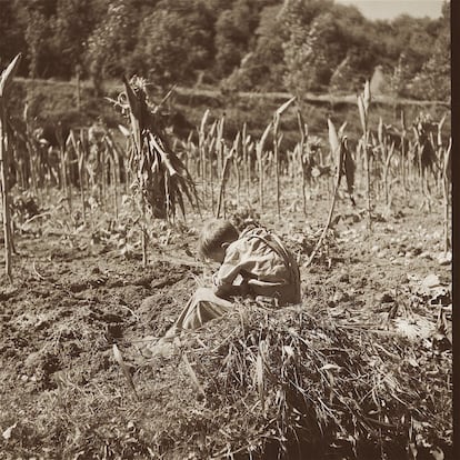 Niño en un campo de mazorcas.