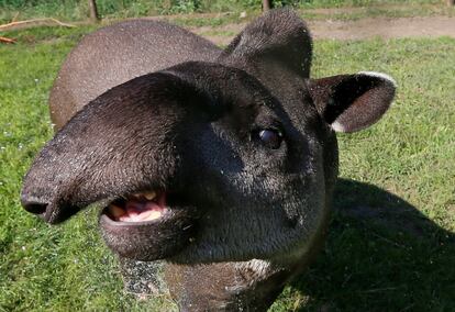 Un tapir macho se refresca bajo un pulverizador de agua en el zoo Royev Ruchey Zoo, a las afueras de Krasnoyarsk, Rusia.