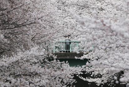 Un hombre de negocios observa los cerezos en flor en Tokio (Japón).