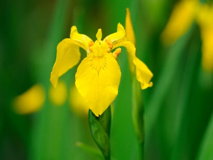 Lirios amarillos ('Iris pseudacorus') al natural.