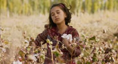 Kalbinur, en un campo de algodón.