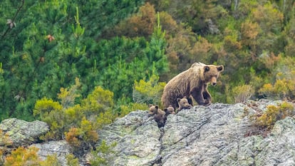 Fobia a los osos España