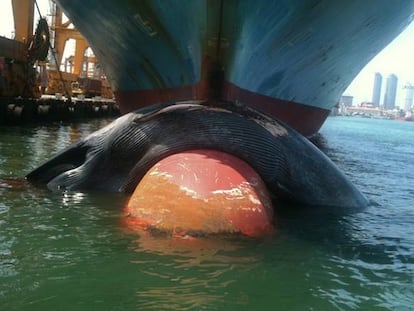 Una ballena azul, el animal más grande del planeta, parece una sardina sobre la quilla de este portacontenedores atracado en el puerto de Colombo, Sri Lanka.