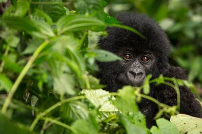 Gorila de montaña en el Parque Nacional de Virunga, en la República Democrática del Congo.