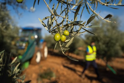 Recogida de aceituna en una de las cooperativas que forman parte de Agrosevilla.