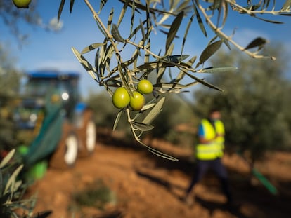 Recogida de aceituna en una de las cooperativas que forman parte de Agrosevilla.