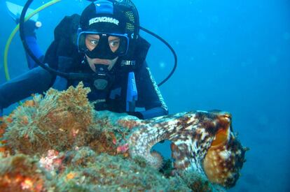 Sobre todo cuando sopla el poniente, los buceadores desfilan desde sus coches hasta la orilla de Los Berengueles. No hace falta salir en lancha, a escasos metros encontramos profundidades de 14 y 17 metros. La escuela Buceo Aqualia (www.buceoaqualia.com) nos adentra en estas paredes tapizadas de coral estrella naranja y nudibranquios. El pez luna suele verse algo más lejos. Podremos comer en el club de playa.