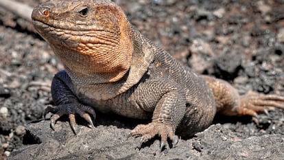 Un lagarto gigante de Gran Canaria (Gallotia stehlini) en Las Palmas de Gran Canaria.