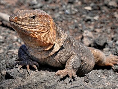 Un lagarto gigante de Gran Canaria (Gallotia stehlini) en Las Palmas de Gran Canaria.