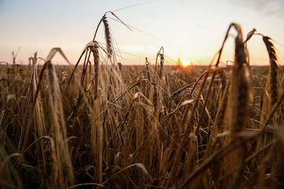 Sunset at a wheat field in the Donetsk region, Ukraine,