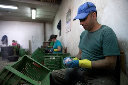 Varios operarios pelan ajos en una explotación.