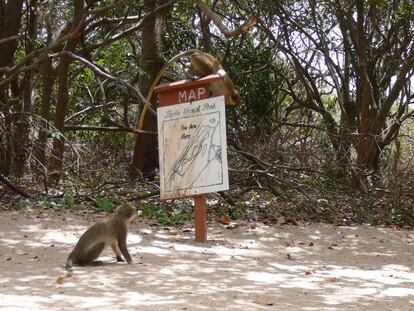 Los monos verdes son la principal atracci&oacute;n del parque de Bijilo, junto a los hoteles tur&iacute;sticos de la costa.