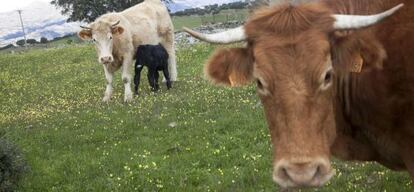 Un grupo de vacas en Colmenar Viejo. 