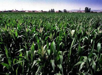 Cultivos de maíz en las orillas del Ebro.
