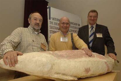 José  Antonio  Hernando, Patrick Williot e Ígor Burtsev, de izquierda a derecha, con un molde del último esturión.