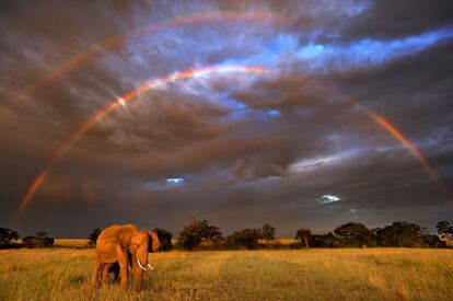 Un elefante africano en la reserva natural nacional Masai Mara, situada al sudoeste de Kenia en la región del Serengueti.