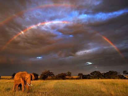 Un elefante africano en la reserva natural nacional Maasai Mara, situada al sudoeste de Kenia.