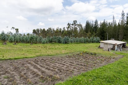 Un campo de cebolla afectado por la ceniza del Cotopaxi en la parroquia de Mulaló, el 24 de mayo.