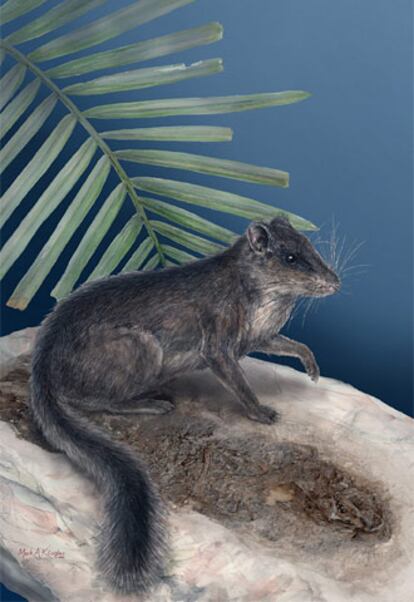 Ejemplar de <i>Laonastes</i>, el único representante vivo de la familia de los <i>Distomydae</i>.