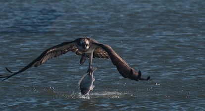 Fotograma del documental en el que un águila pescadora captura una dorada.