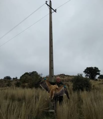 Un agente medioambiental sujeta un águila imperial muerta tras electrocutarse en un tendido en Paredes de Escalona (Toledo).